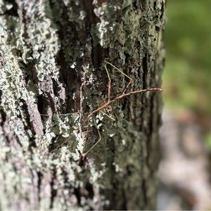 Meet your Posher, Raeven